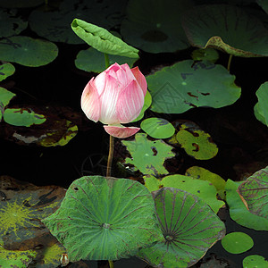莲花池的粉粉莲植物荷花池塘热带异国公园叶子花园植物群百合图片