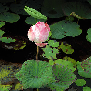 国画荷花莲花池的粉粉莲植物荷花池塘热带异国公园叶子花园植物群百合背景