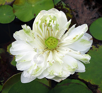 莲花池上的白莲植物植物群荷花荒野池塘软垫冥想花园花瓣百合图片