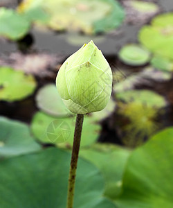 莲花花之芽灌木百合叶子花瓣异国软垫池塘核桃属繁荣荷花图片