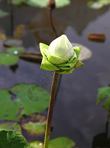 莲花花之芽花园灌木异国花瓣叶子繁荣荷花情调软垫池塘图片