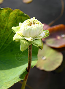 莲花花之芽异国核桃属百合荷花繁荣生物学花瓣情调植物花园图片