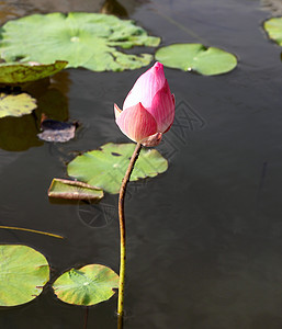 莲花池的粉粉莲植物群异国宏观植物学花园池塘情调花瓣百合公园图片