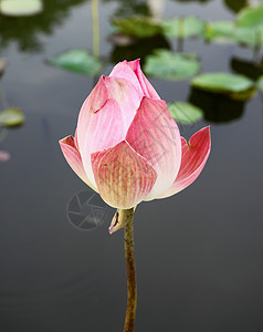 莲花池的粉粉莲情调植物学池塘异国植物群花园叶子公园荷花宏观图片