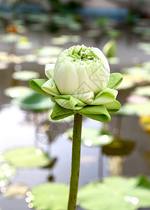 莲花花之芽池塘生物学百合灌木花瓣异国叶子植物软垫荷花图片