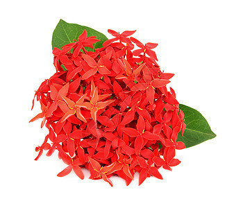 白色背景的 Ixora 花朵植物学咖啡生长仙丹花束热带灌木叶子火焰花园图片