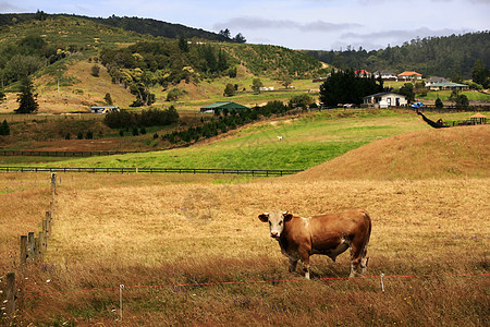 牧牛奶制品风景山脉天空人群农田森林家畜日落草原图片
