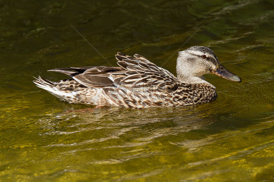 野鸭荒野水禽公园库存羽毛湿地池塘照片脊椎动物账单图片
