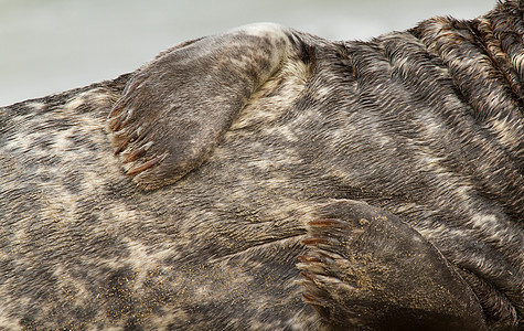 灰海豹动物幸福海滩哺乳动物微笑库存免版税照片爪子指甲图片