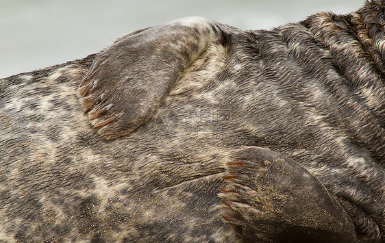 灰海豹动物幸福海滩哺乳动物微笑库存免版税照片爪子指甲图片