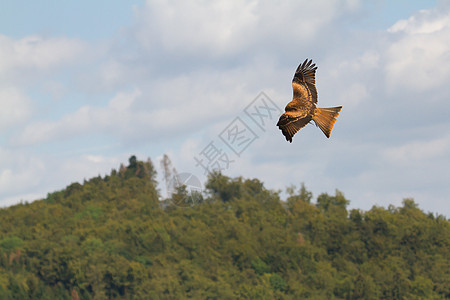一只长腿摄影运动旅行野生动物场景免版税城市世界猎鹰森林图片