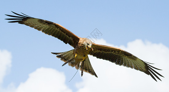 一只长腿飞行野生动物树木航班免版税库存羽毛运动照片旅行图片
