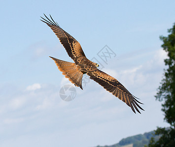 一只长腿运动翅膀猎鹰航班荒野城市野生动物捕食者猎物库存图片