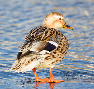 野鸭公园照片荒野免版税鸭子脊椎动物生态水禽男性池塘图片
