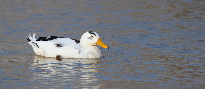 野鸭湿地照片鸭子男性荒野水禽羽毛公园库存游泳图片