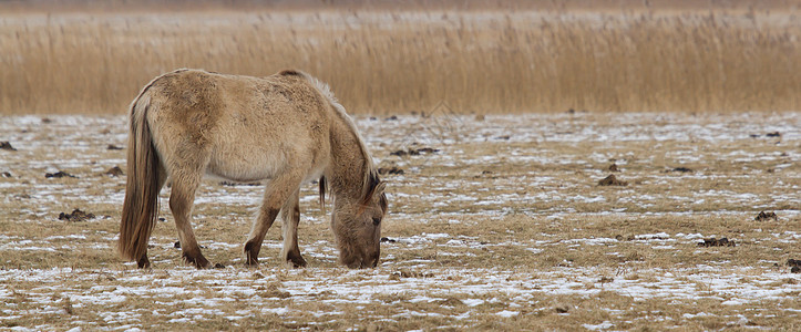 放牧科尼克马哺乳动物白鹭野马场地照片股票芦苇单趾免版税植被图片