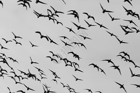 一群布伦特鹅黑色机翼鸽子白相航班翼尖日落水平翅膀野生动物图片