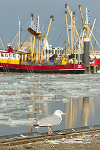 一只有渔船的海鸥海岸小鸟免版税天气翅膀风景环境海鸟照片血管图片