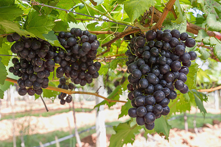 葡萄藤上的红葡萄收成紫色藤蔓葡萄园植物群食物植物农场水果酒厂图片