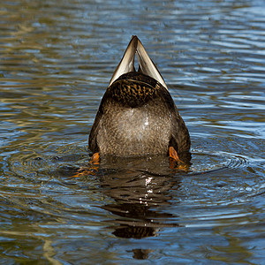 鸭子在吃东西乐趣工人伙伴池塘隐藏生存羽毛翅膀溪流潜水图片