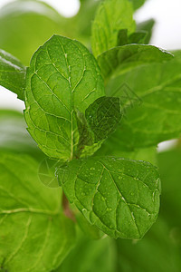 白色背景上的新鲜薄荷贴近香料叶子芳香草本植物药品宏观香脂植物食物治疗图片