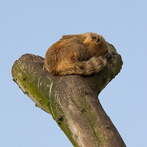 一个大衣在睡觉环境浣熊动物荒野鼻子雨林哺乳动物野生动物猎人毛皮图片
