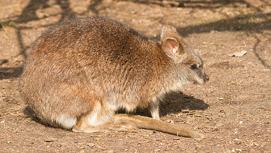 卡尔马瓦拉比袋鼠动物园濒危动物荒野毛皮哺乳动物小袋小袋鼠野生动物图片
