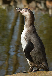 乌姆堡企鹅燕尾服支撑异国野生动物享受动物园情调荒野岩石生活图片