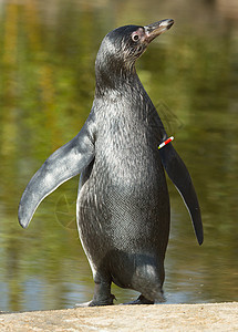 乌姆堡企鹅岩石荒野异国游泳燕尾服野生动物情调享受支撑动物园图片