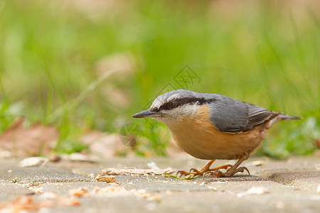 A Nuthatch在地面上野生动物笔尖坚果橙子眼睛环境羊脂翅膀彩旗栖息图片