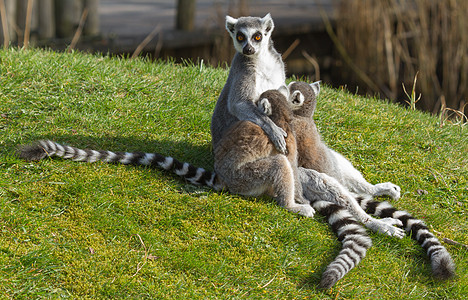 环尾狐猴Lemur catta哺乳动物动物荒野条纹卡塔警报野生动物灵长类尾巴黑与白图片