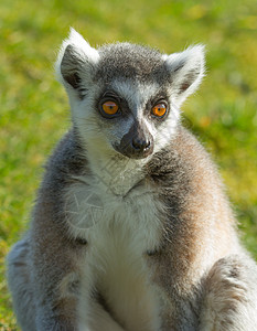 环尾狐猴Lemur catta毛皮条纹眼睛荒野尾巴黑与白哺乳动物警报卡塔动物图片