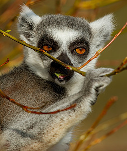 环尾狐猴Lemur catta尾巴濒危野生动物黑与白动物园眼睛卡塔动物条纹警报图片