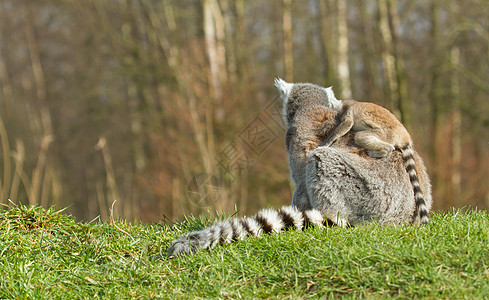 环尾狐猴Lemur catta动物园黑与白灵长类毛皮警报尾巴野生动物动物卡塔条纹图片