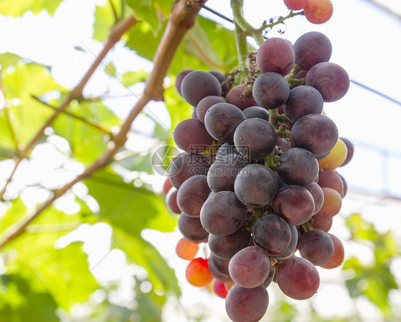 葡萄藤上的红葡萄收成生长藤蔓植物群农场水果酒厂叶子紫色植物图片
