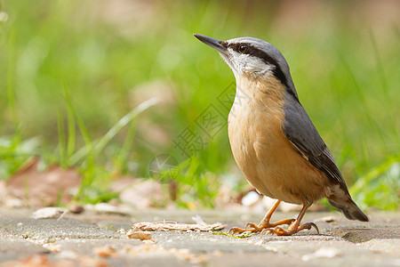 A Nuthatch在地面上橙子羽毛树干环境翅膀账单彩旗栖息木头眼睛图片