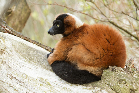 雷穆尔Eulemur 按摩器红宝石热带猴子雨林眼睛森林灵长类大腹哺乳动物毛皮图片