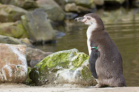 乌姆堡企鹅微笑生活海洋游泳动物园岩石享受情调支撑野生动物图片