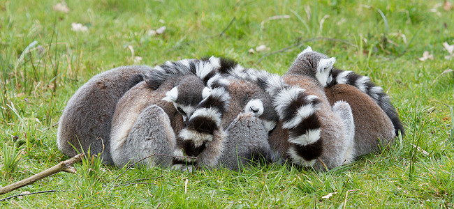 环尾狐猴Lemur catta黑与白动物园野生动物毛皮卡塔尾巴濒危动物眼睛警报图片