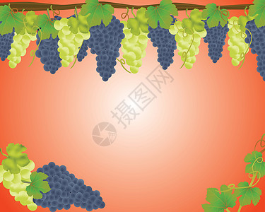 白葡萄和黑葡萄背景图片