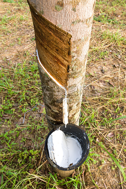 从橡胶树上提取乳胶叶子杯子松紧带木材液体树干植物生长种植园热带图片