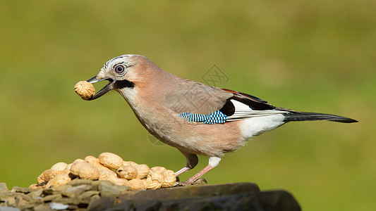 一只杰伊鸟动物群账单花生食物荒野喷射木头蓝色野生动物眼睛图片