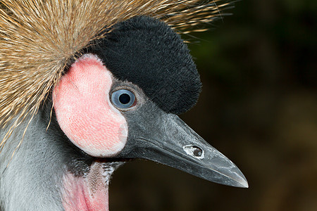 一顶起重机动物群调节器动物园公园金子荒野蓝色眼睛沙漠羽毛图片