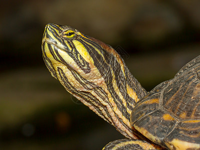 一种欧洲池塘磷化石乌龟水龟鬼脸热带游泳荒野爬虫濒危摄影两栖动物图片