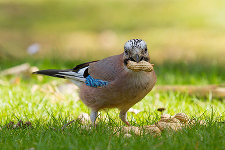 一只杰伊鸟野生动物荒野木头翅膀账单食物蓝色鸟类爪子寒鸦图片