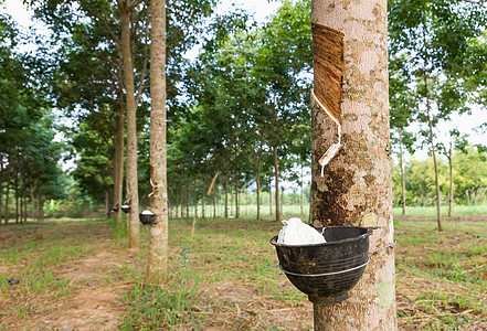 从橡胶树上提取乳胶农场林业生长热带林地牛奶螺旋橡皮木材叶子图片