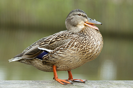 Mallard 站立脊椎动物羽毛鸭子动物环境池塘荒野游泳水禽湿地图片