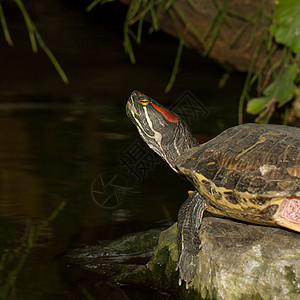 一种欧洲池塘磷化石动物荒野濒危鬼脸水龟陆龟动物群海洋宠物乌龟图片