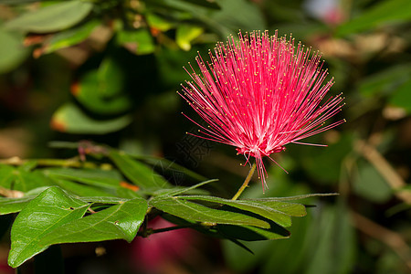 一棵树上的粉红色花朵墙纸宏观草地背景公园雏菊植物卡片植物群场景图片