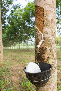 从橡胶树上提取乳胶热带林业木头生产橡皮农场植物原油丛林杯子图片